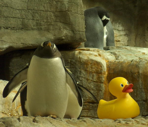 Penguin with a friend