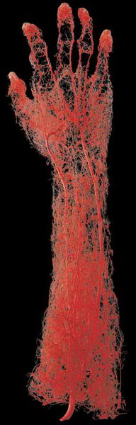 Amazing Bodyworlds: Blood vessels in arm