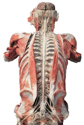 Amazing Bodyworlds: "Chess player"