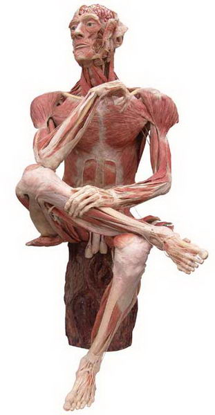 Amazing Bodyworlds: "Ponderer"