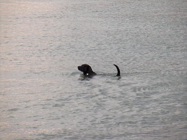 Dog in the lake