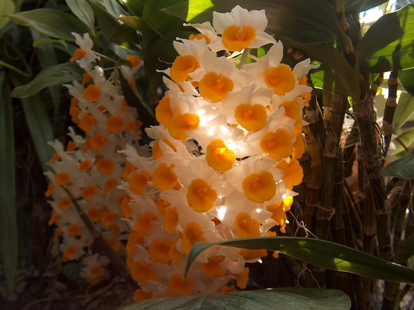 Kytičky v botanické zahradě