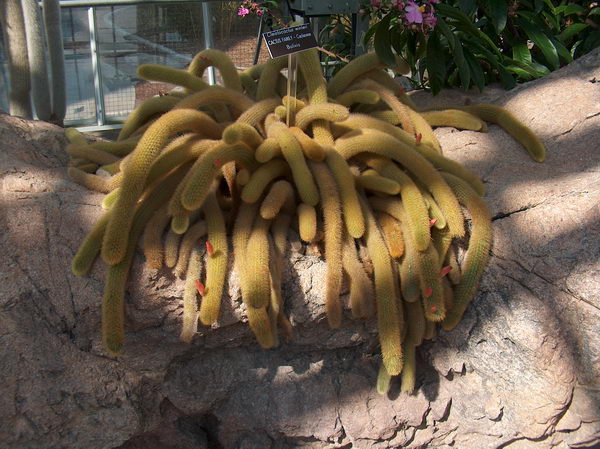 Co vznikne, když zkřížíte kaktus a hada?