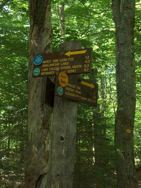 Mt. Algonquin is our first destination. It's only three miles, but 3000 feet (=1000 m) elevation change!