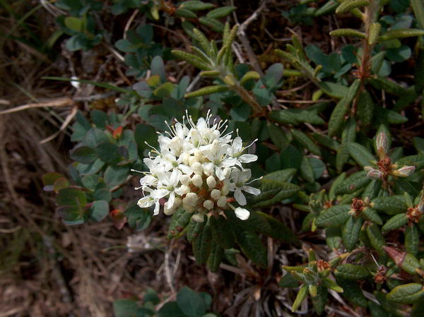 Alpine flower