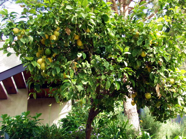 Some people prefer practical lemon tree in their garden...