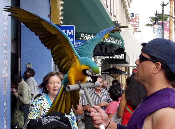 Guy with a huge parrot like in the Pirates