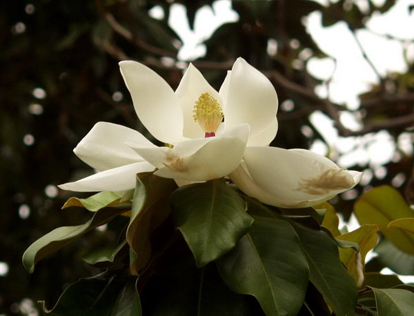 ...others might chose the beauty of Magnolias