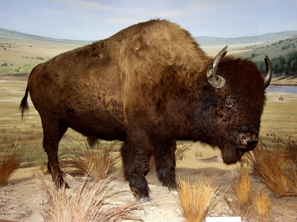 Meat was plentiful, until bisons were nearly exterminated