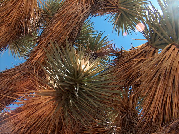 Detail of the tree trunk and branches