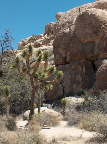 Trees and rocks make some amazing sceneries