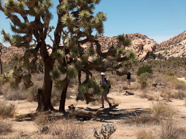 Joshua trees are about the only things that provide some shade