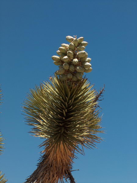 Fruits of the Joshua Tree