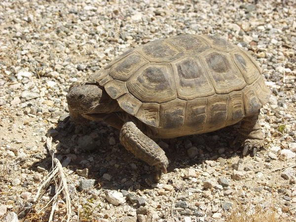 Such as desert tortoise. The guide said it's rare  so we were apparently lucky to see it. Credit goes to Imelda, who spotted it first!
