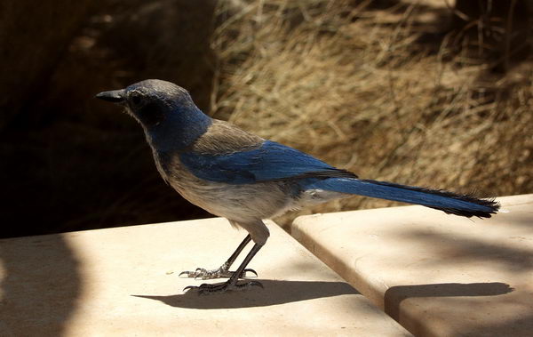 ...a blue bird flew to us and started searching for some crumbs. Sorry mate, feeding wildlife is banned