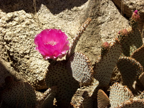 But if you are careful, cactus can be very beautiful like this one...