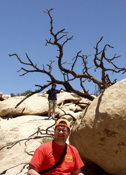 Old dead tree pointing in all directions
