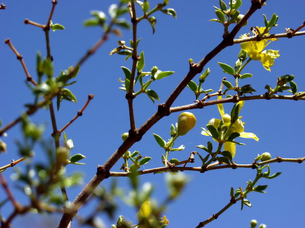 This tree is alive and blossoming