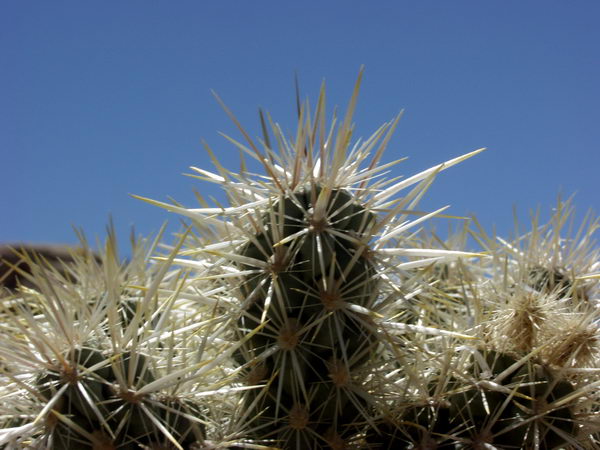 In a heroic attempt to shoot the rabbit (with camera!), Imel stumbled and sat on this: ouch! Fortunately she sustained no permanent injuries:-)