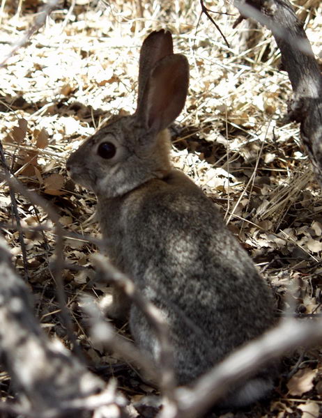 But there was also a rabbit!