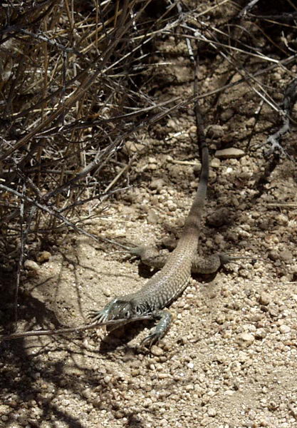 Lizards are of course omnipresent