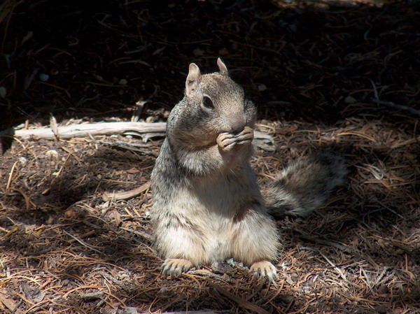 Squirrel eating a nut