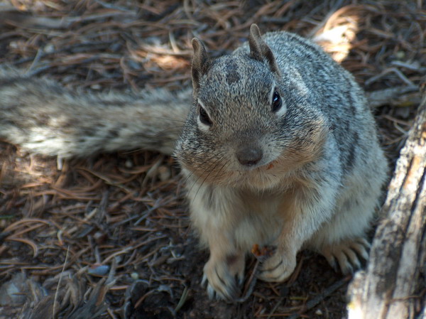 Squirrel staring in Imelda's lens