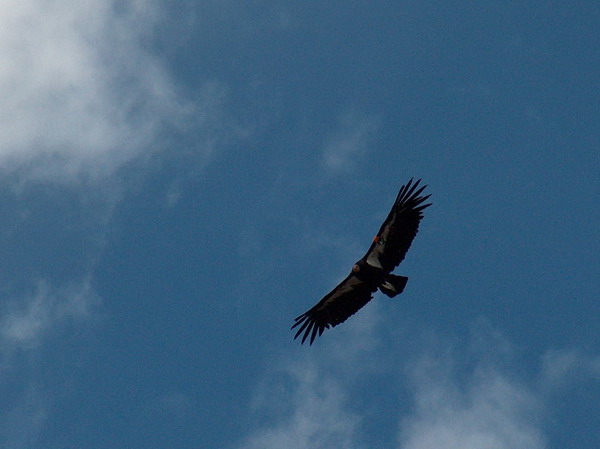 They are really huge, their wingspan is 9 feet! (almost 3 metres)