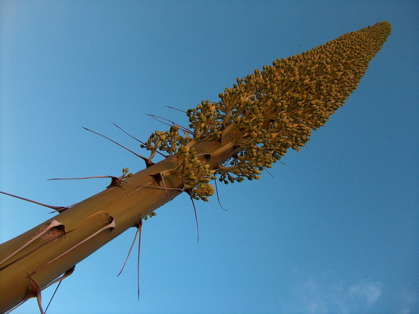 What are these plants?