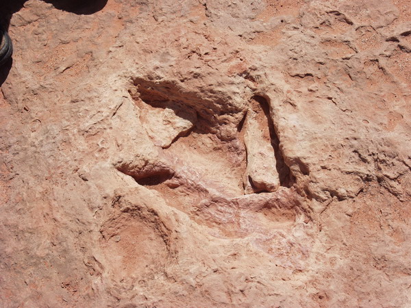 Dinosaur track again