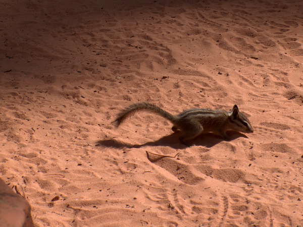 Chipmunks at Scout's Lookout