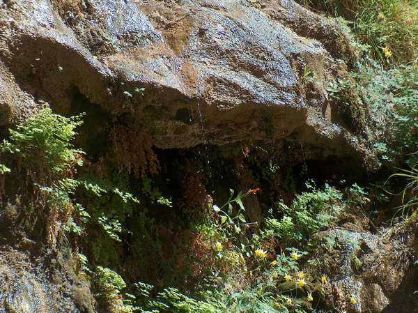 Weeping rock