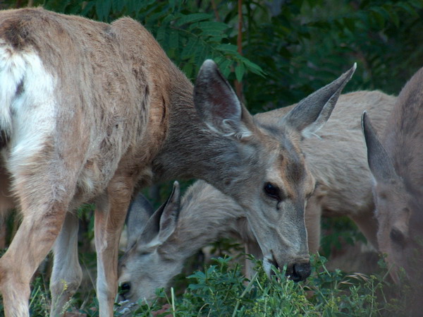 Back to campsite. Deers came grazing few metres from us