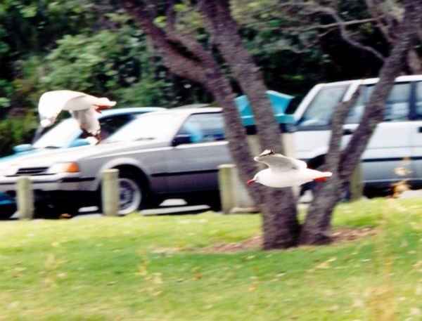 Studie letících ptáků, v pozadí rozmazaný Barryk:-)