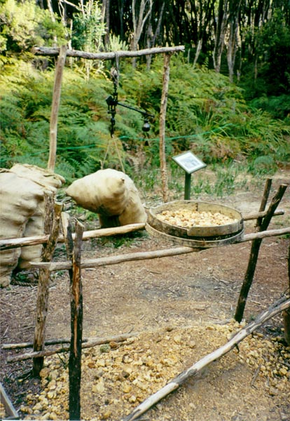 Váha na vytěženou mízu ze stromů kauri