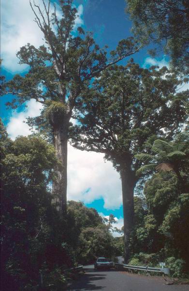 Barryk ve stínu mezi lesními velikány