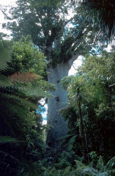 Tane Mahuta z odstupu