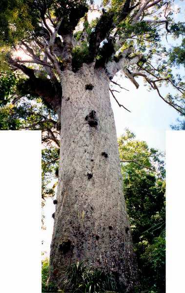 Tane Mahuta - koláž dvou fotek