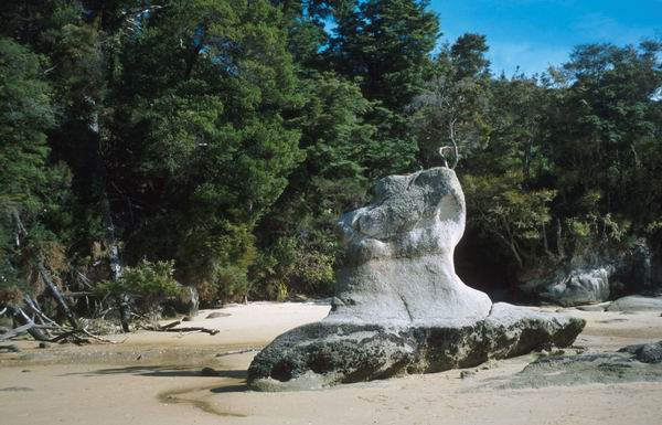 Šutrák na pláži v Abel Tasman