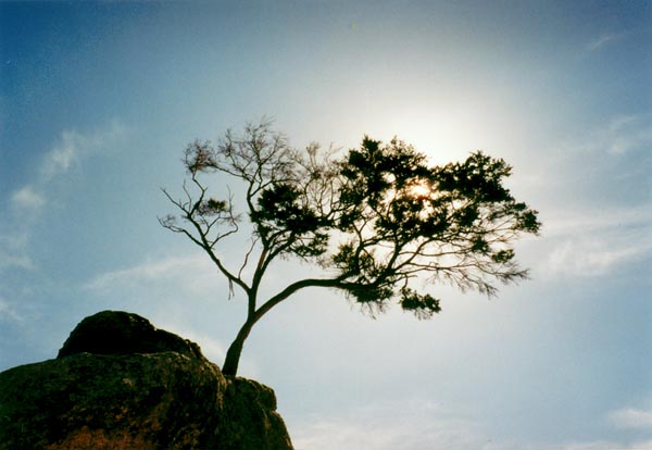 Z takového šutru ovšem vyrůstá strom!