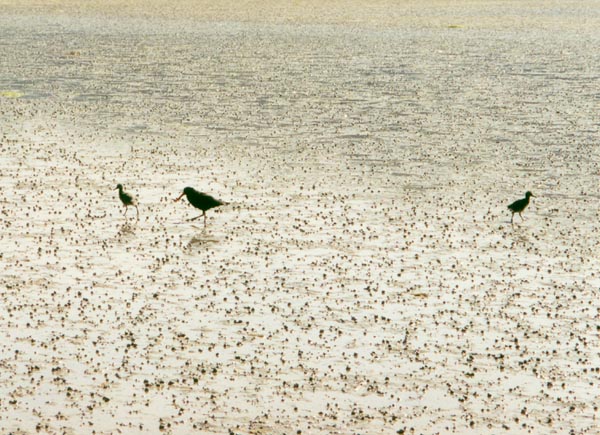 Ptáčci vyzobávající potravu