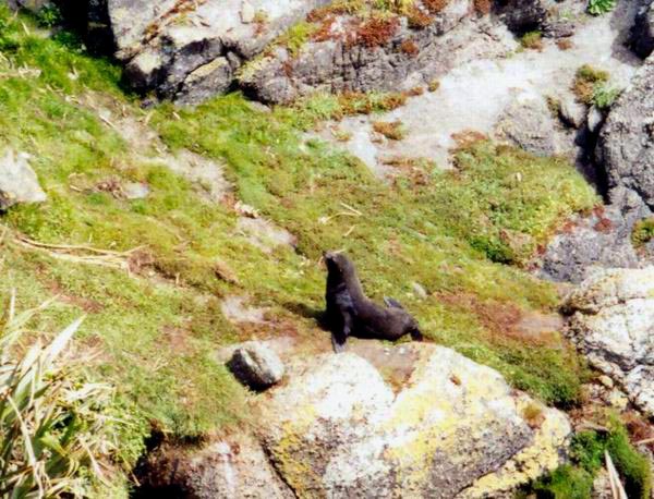 Malý lachtánek na Cape Foulwind