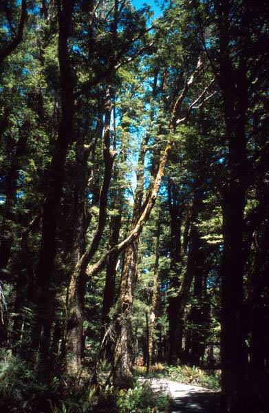 Lesní porost Westcoastu. Stromy obrostlé lišejníky připomínají hvozd