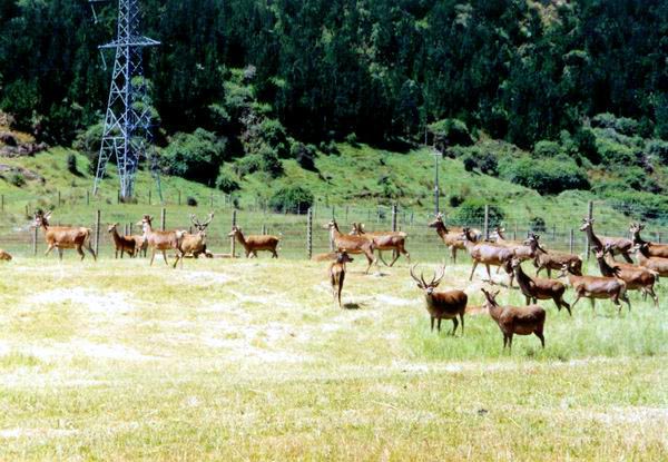 Ovšem narazili jsme i na stádo jelenů! Zřejmě chovných - byli oploceni