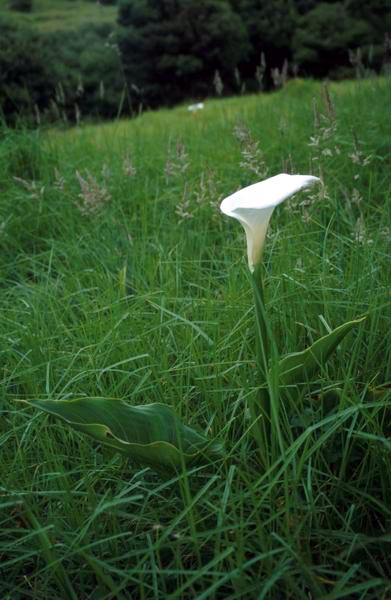 Květina obecná (netrhat:-) mohli by vás zatknout!)