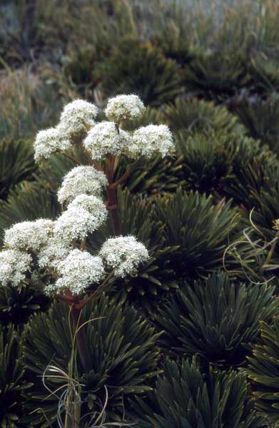 Opět nějaká botanika
