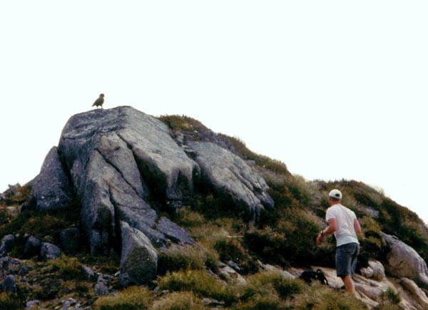 Dikouš se plíží k horskému papouškovi na vrcholku
