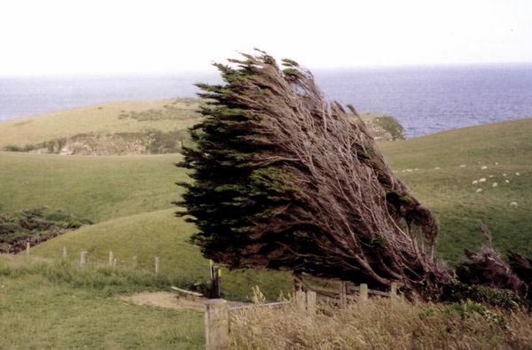 Catlinský porost je poněkud ovlivněn směrem větru...